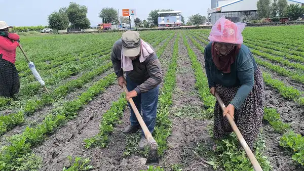 Tarlada 70 yaşında geçim mesaisi: ‘Çalışmak zorundayım’ diyen bayan emekçi yevmiye artışı istedi