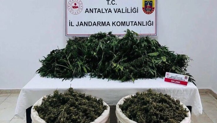 Antalya’da esrar ve kenevir operasyonu: Kilolarca ele geçirildi