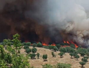 Diyarbakır’da 2 ayda çıkan yangınlarda 100 bin hektar alan ziyan gördü