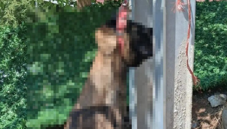 Hatay’da vahşet: Meskenin avlusundan çalınan köpek, elektrik direğinde asılı halde meyyit bulundu!