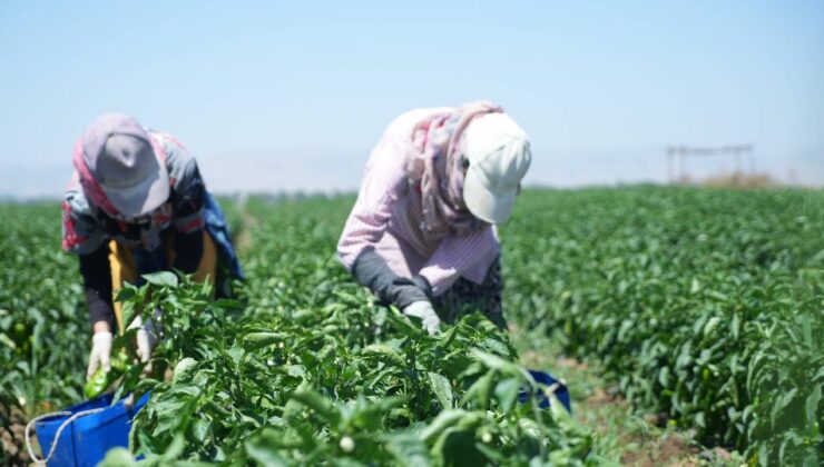 Muş Ovası’nda kavurucu hasat başladı! Lezzetinin sırrı ikliminde gizli…